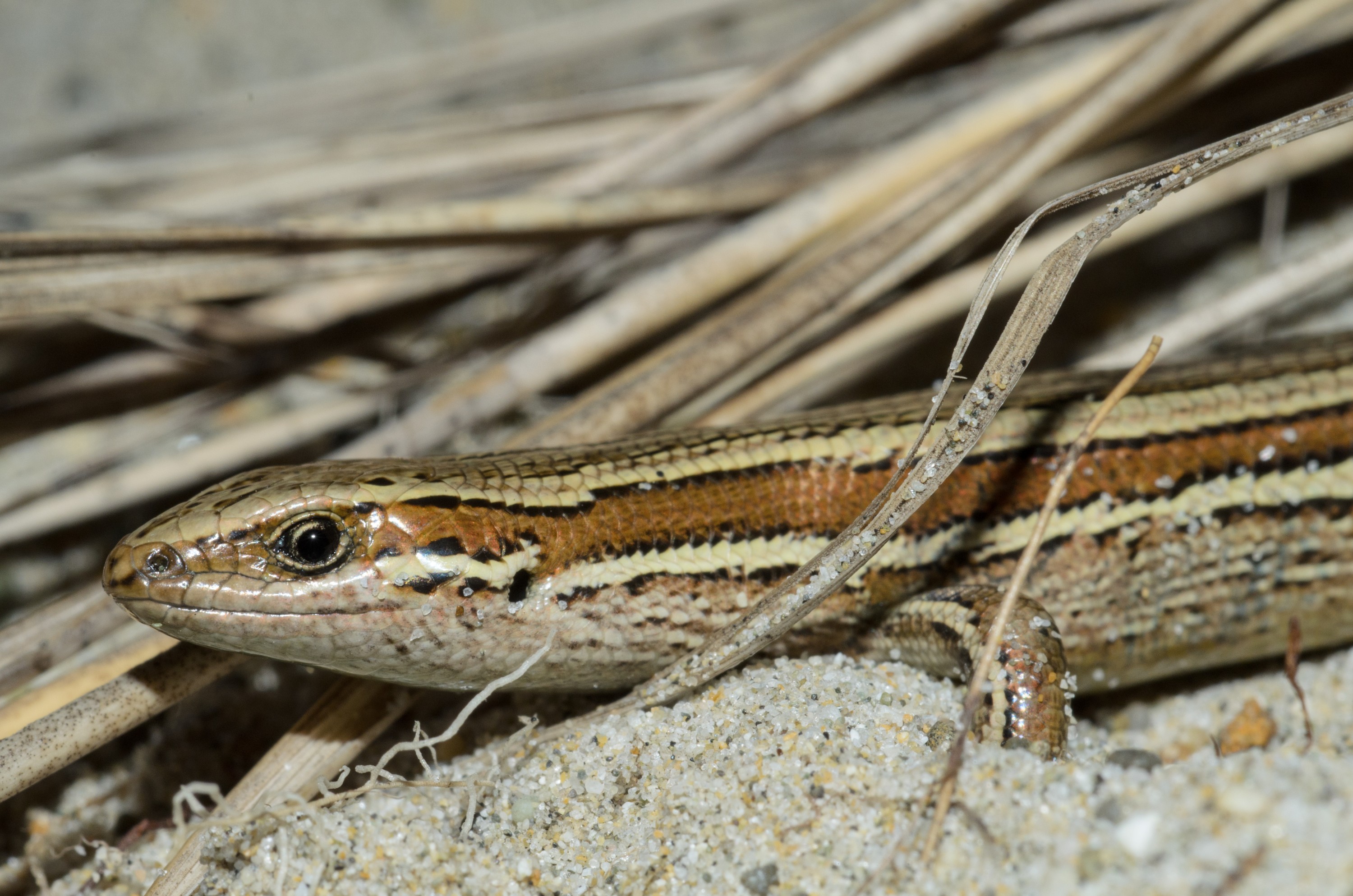 DSC_1905 – Adventure, Bay, Crispin, Island, March 2017, Mason, Mason Bay, National Park, New, New Zealand, Oligosoma polychroma, Rakiura, South, Stewart, Zealand, common skink